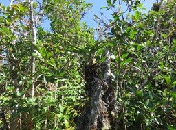 14 ??? Jumellea triquetra- Ø - ORCHIDACEAE -