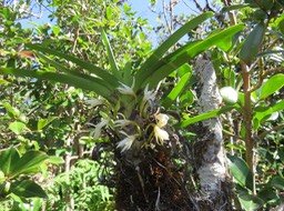 15 ??? Jumellea triquetra- Ø - ORCHIDACEAE -