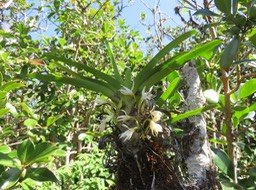 16 ??? Jumellea triquetra- Ø - ORCHIDACEAE -