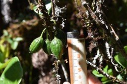 1ère contribution scientifique à l'étude du Bois de qivi