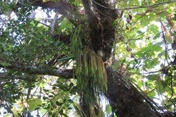 22 Deux stades du développement de Huperzia ophioglossoides (Lam.) Rothm. - Fougère épaulette - Lycopodiaceae - Indigène Réunion