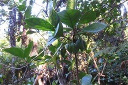 26 (gros) fruits de Turreae cadetii - Bois de Quivi à grandes feuilles  - Meliaceae