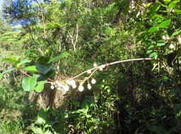 4 Fruits de Aphloia theiformis - Change-écorce - APHLOIACEE