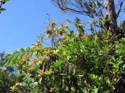 7 Feuilles rose orangé d'un grand Badula grammisticta - Bois de savon -  Myrsinaceae - Endémique de la Réunion