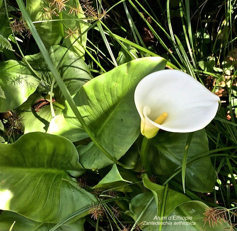 Arum d'Ethiopie .Zantedeschia aethiopica . espèce envahissante IMG_2977
