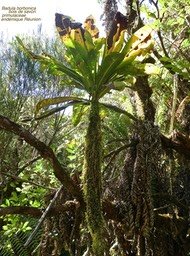 Badula borbonica var macrophylla ( ? )  P1570978