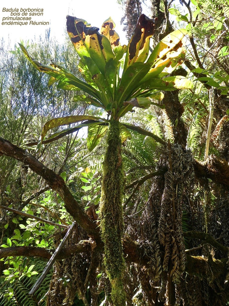 Badula borbonica var macrophylla ( ? )  P1570978