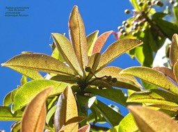 Badula grammisticta . bois de savon .primulaceae P1580259