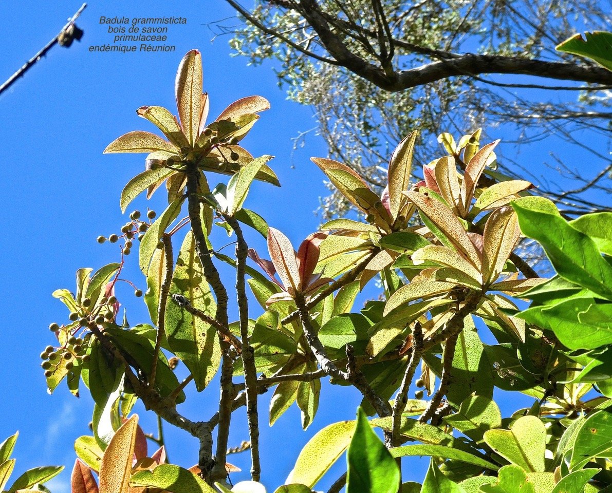 Badula grammisticta . bois de savon P1580241