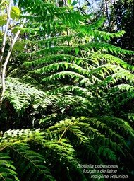 Blotiella pubescens . fougère de laine P1580442
