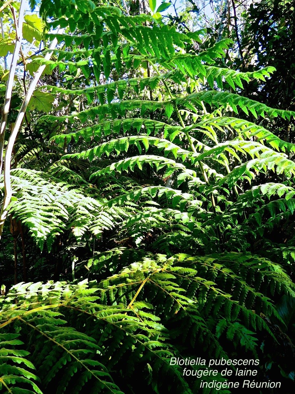 Blotiella pubescens . fougère de laine P1580442