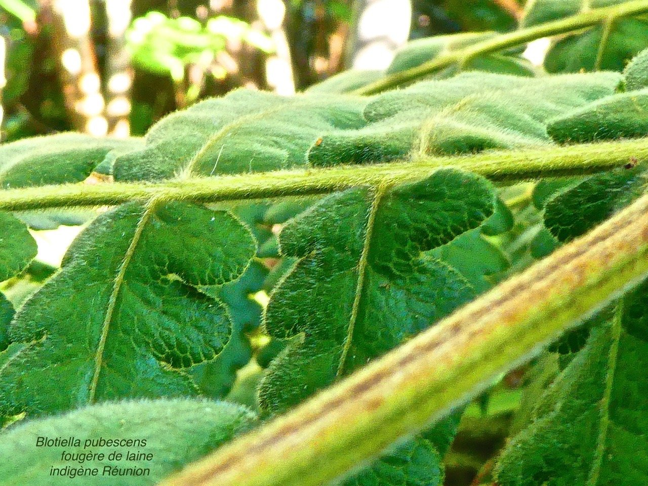 Blotiella pubescens .fougère de laine P1580439
