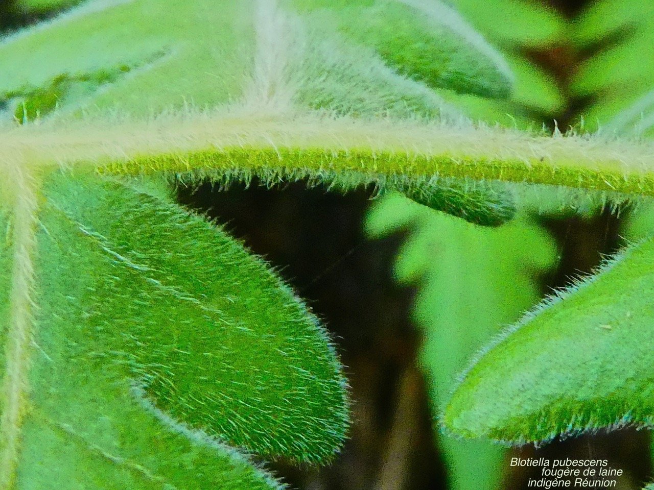 Blotiella pubescens .fougère de laine .indigène Réunion P1580448