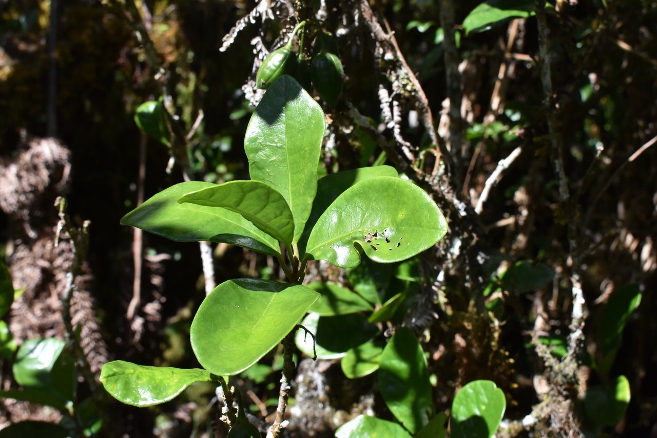 Bois de qivi - Turraea sp - MELIACEAE