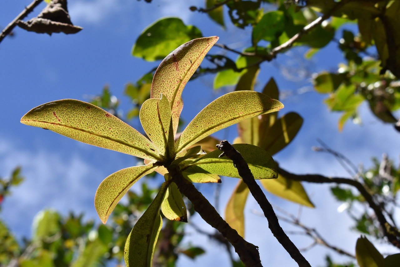 Bois de savon - Badula grammisticta - PRIMULACEAE - Endémique Réunion