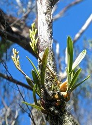 Bulbophyllum cylindrocarpum . orchidaceae P1580282