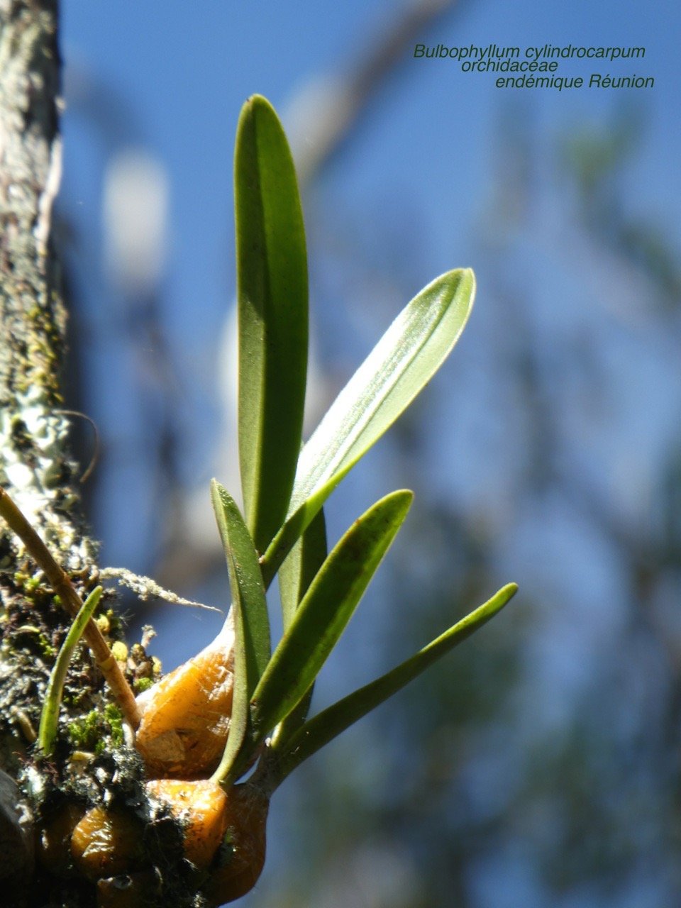 Bulbophyllum cylindrocarpum . orchidaceae P1580285