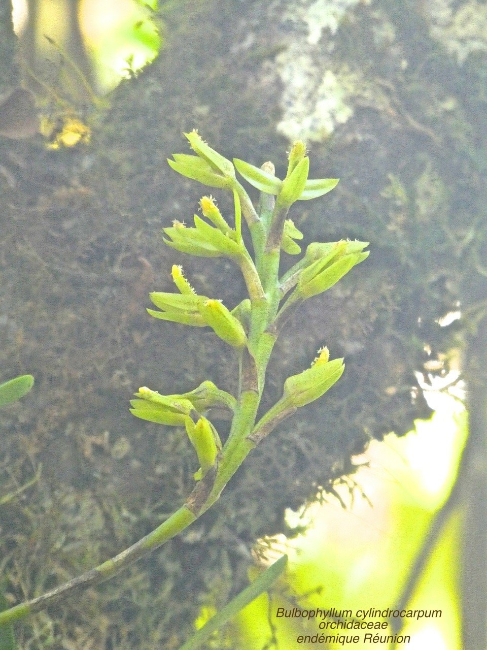 Bulbophyllum cylindrocarpum. orchidaceae P1580056