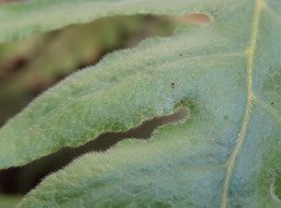 Détail fougère de laine - Blotiella pubescens - DENNSTAEDTIACEAE - Indigène Réunion