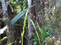 Détail hampe florale de Benthamia (sp1 ?)