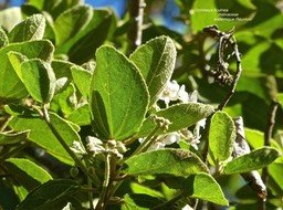 Dombeya ficulnea . malvaceae P1580009