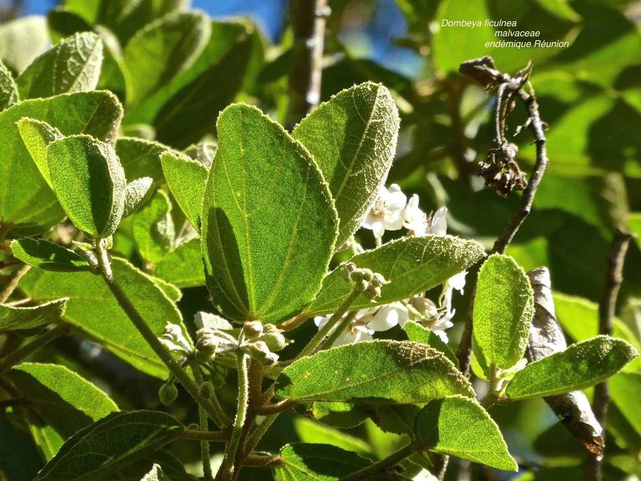 Dombeya ficulnea . malvaceae P1580009
