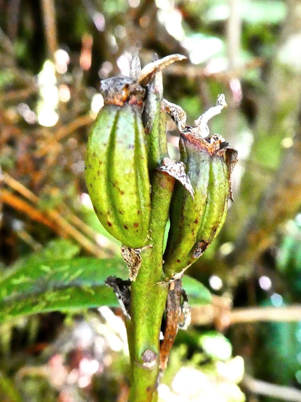 Fruits de Bulbophyllum cylindrocarpum . orchidaceae . endémique réunion P1580065