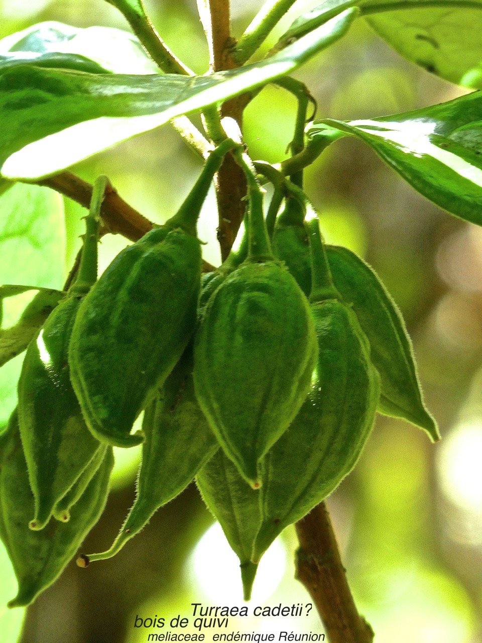 Fruits verts de bois de quivi . Turraea cadetii . meliaceae P1580167