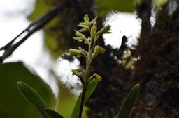Hampe florale Bulbophyllum cylindrocarpum