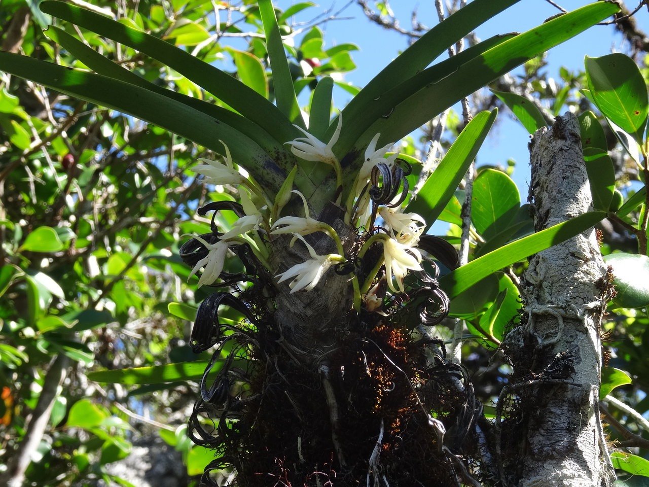 Jumellea triquetra - EPIDENDROIDEAE - Endémique Réunion