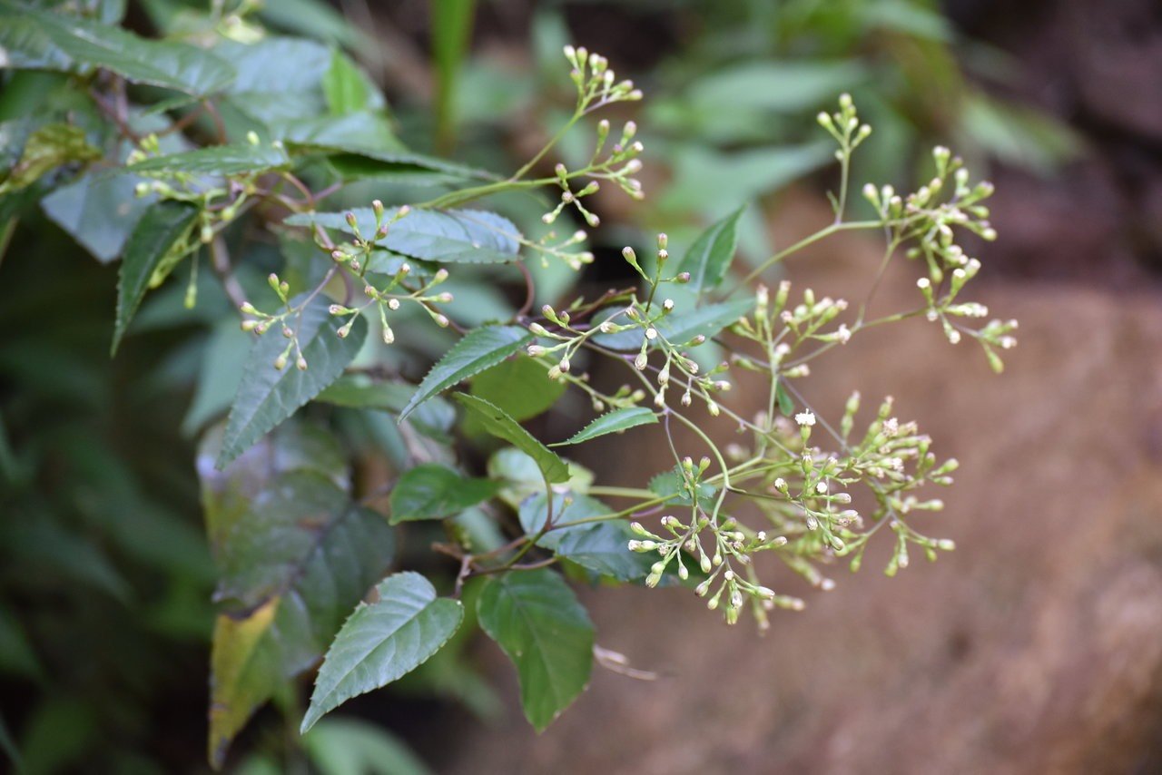 Liane zig-zag - Faujasiopsis flexuosa - ASTERACEAE - Endémique Réunion, Maurice