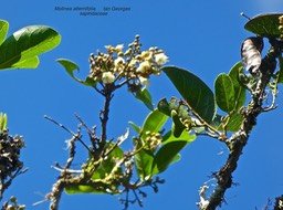 Molinea alternifolia  Tan Georges .P1580300