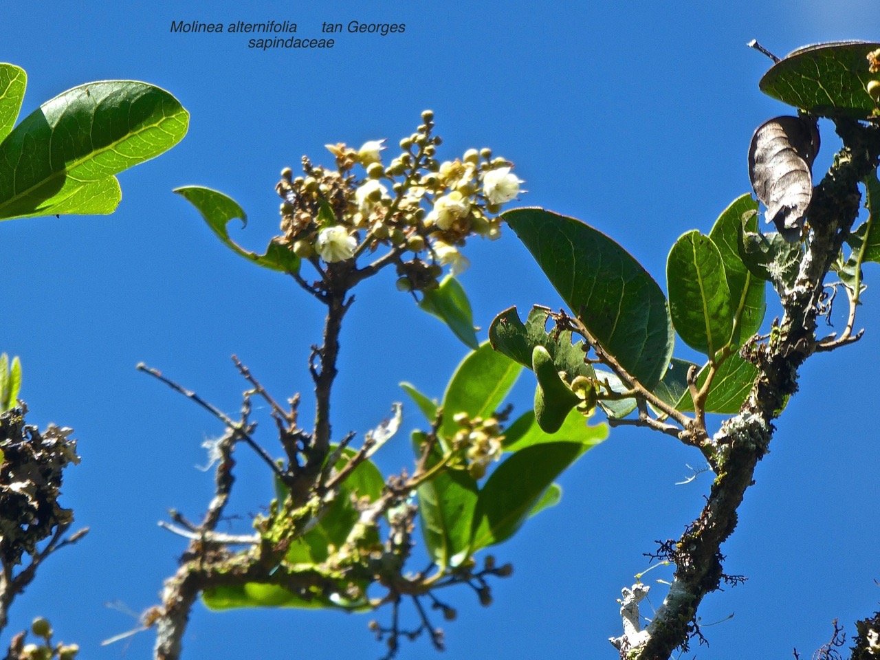 Molinea alternifolia  Tan Georges .P1580300