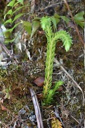 Partie basale dressée d'Huperzia squarrosa (?) - LYCOPODIACEAE - Indigène Réunion, Maurice