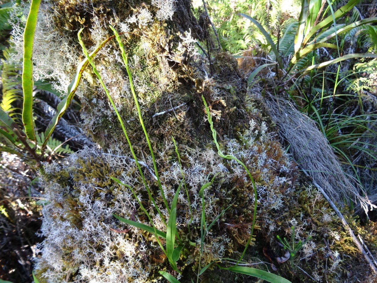 Population de Benthamia (sp1 ?)- ORCHIDOIDEAE