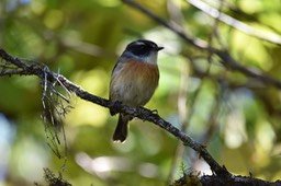 Tec-Tec - Sexicola tectes - MUSCICAPIDAE - Endémique Réunion 