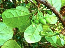 Turraea cadetii . bois de quivi . meliaceae .boutons floraux et nervures saillantes sur la face inférieure des feuilles .P1580336