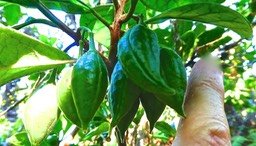 Turraea cadetii ? bois de quivi meliaceaeP1580414