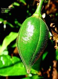 Turraea cadetii . bois de quivi . fruit vert .P1580202