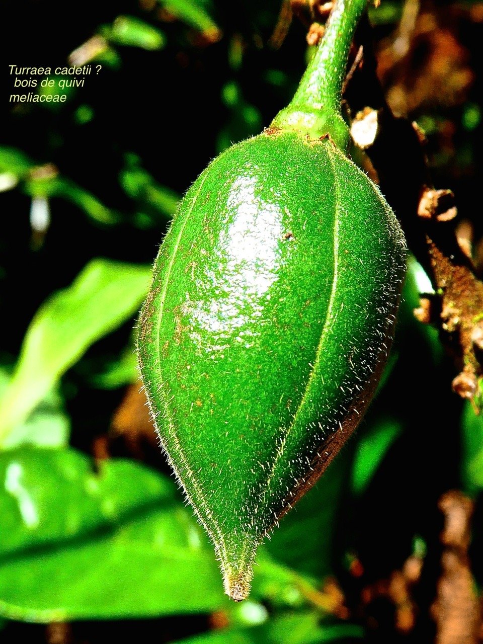 Turraea cadetii . bois de quivi . fruit vert .P1580202