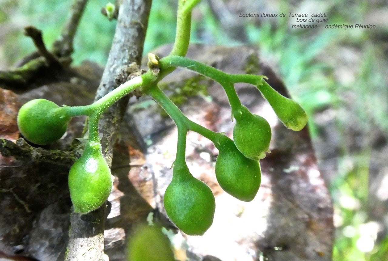 Turraea cadetii . bois de quivi . meliaceae . boutons floraux P1580323