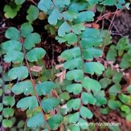 Adiantum rhizophorum Pteridaceae  Endémique Mascareignes 53.jpeg