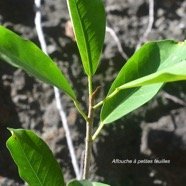 Ficus reflexa Affouche à petites feuilles Moraceae Indigène La Réunion 2816.jpeg