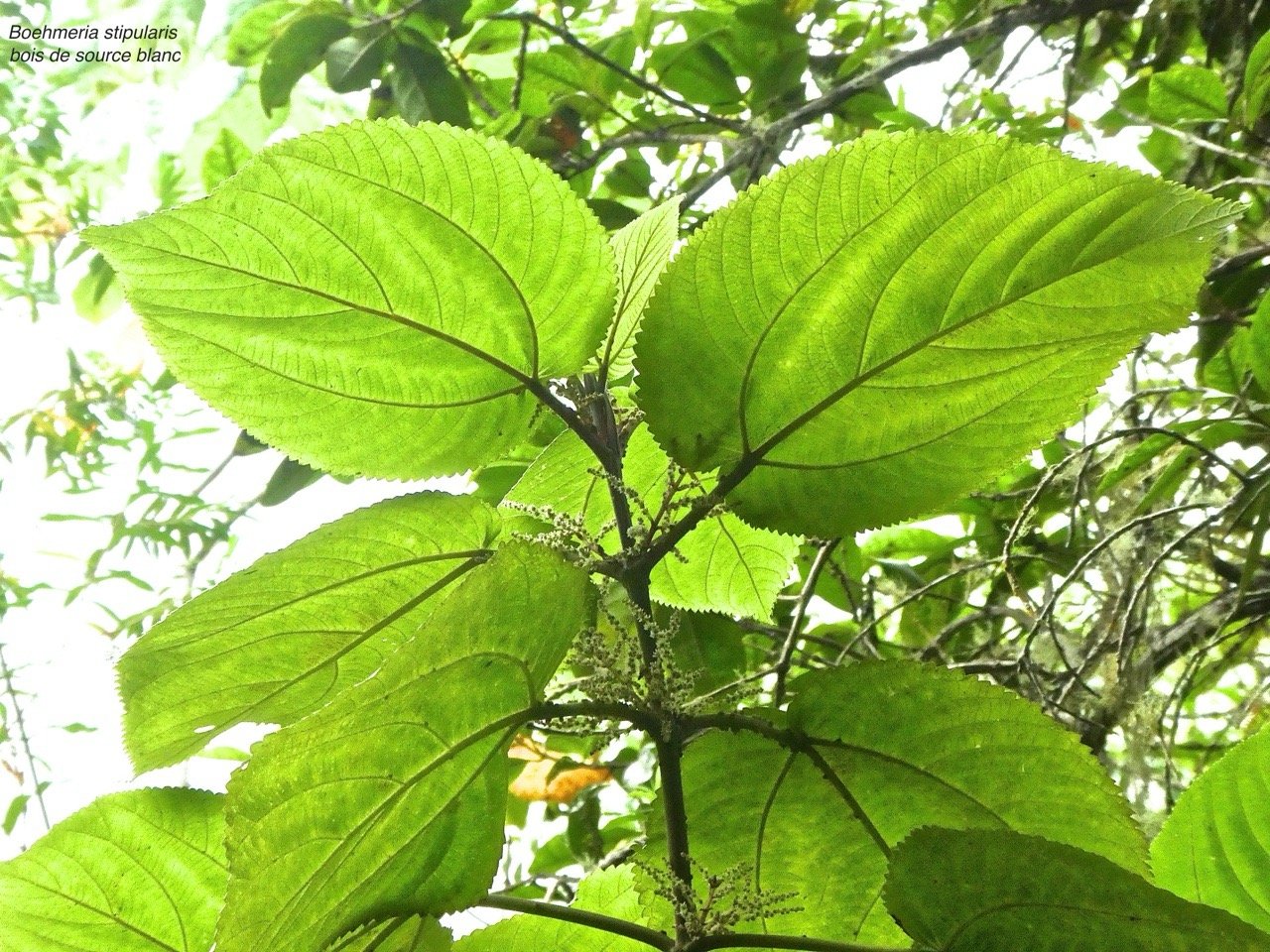 Boehmeria stipularis. bois de source blanc .urticaceae.endemique Reunion.P1850227.jpeg