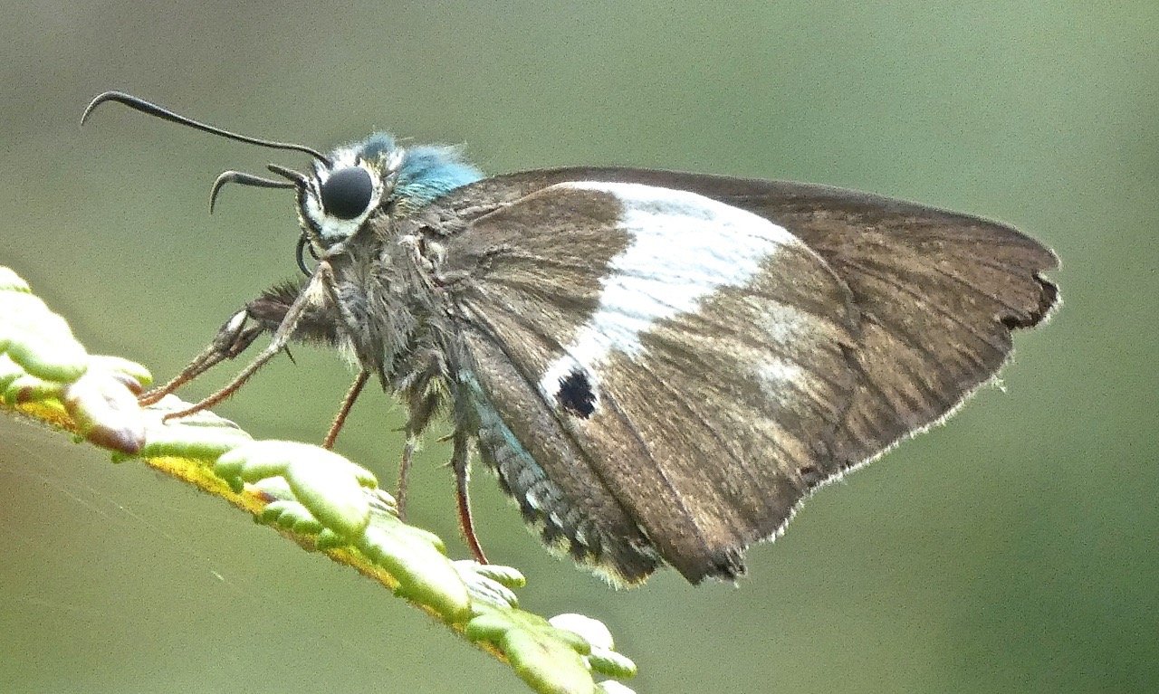 Coeliades ernesti. Hesperie azuree.hesperidae .P1850052.jpeg