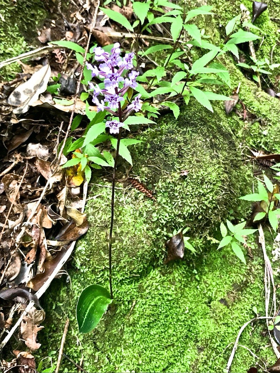 Cynorkis squamosa .orchidaceae.IMG_2380.jpeg