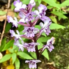 Cynorkis squamosa .orchidaceae.IMG_2385.jpeg