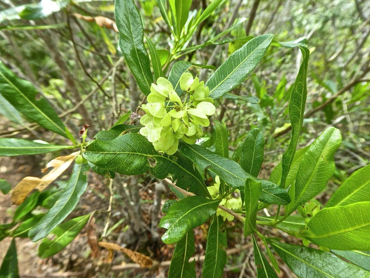 Dodonaea viscosa.bois d'arnette . bois de reinette.sapindaceae.indigene Reunion.P1850097.jpeg