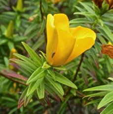 Hypericum lanceolatum subsp lanceolatum.fleur jaune des bas. hypericaceae. indigene Mascareignes Comores.P1850374.jpeg