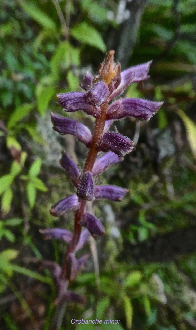 orobanche minor. orobanchaceae.P1850384.jpeg